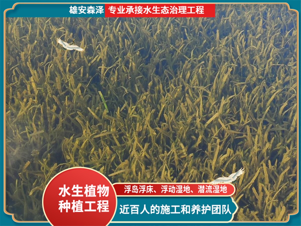武汉金银湖苦草净化工程案例