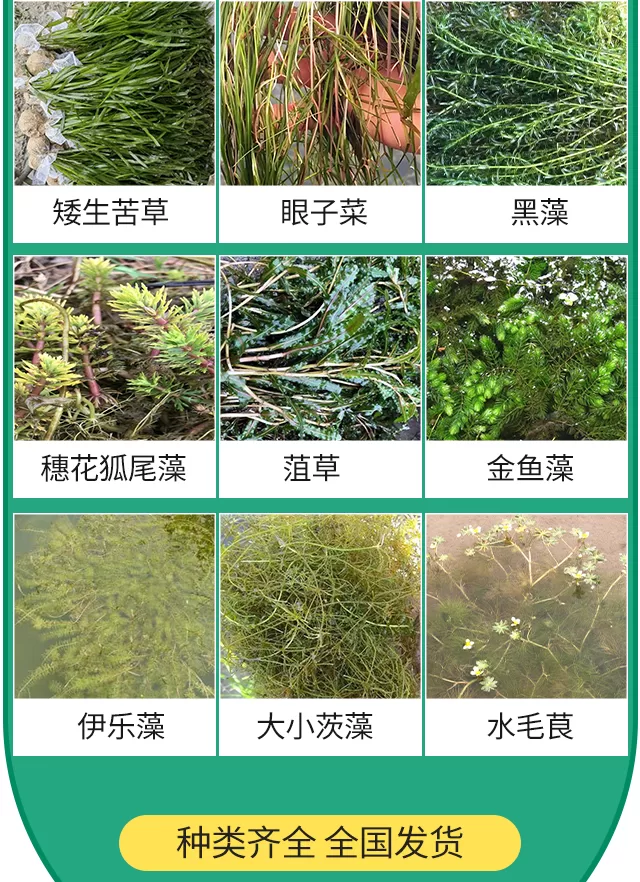 沉水植物相关分类插入详情图_03.png