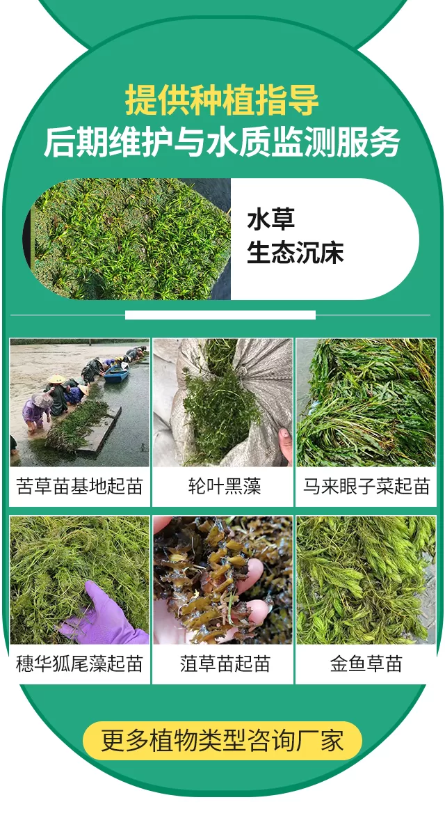 沉水植物相关分类插入详情图_04.png