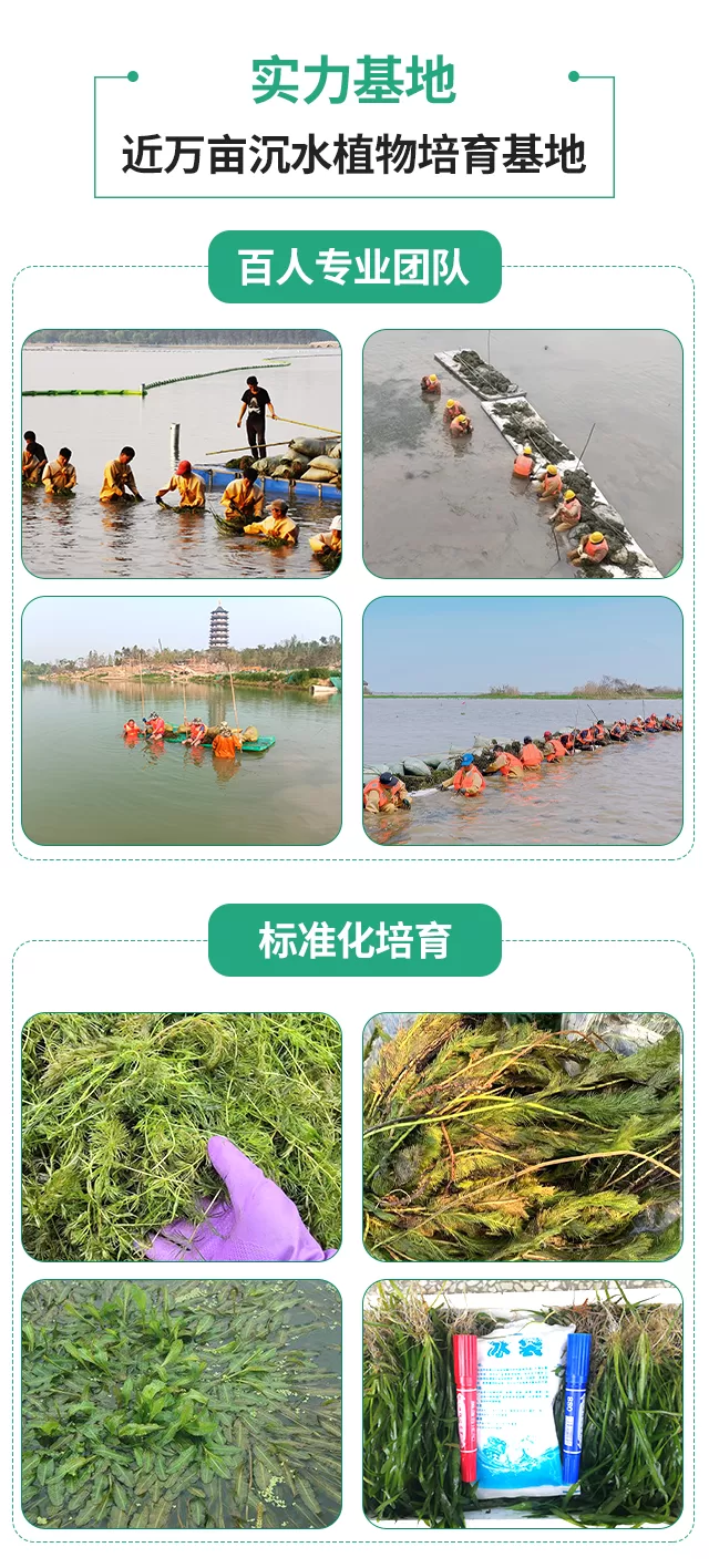 沉水植物相关分类插入详情图_05.png