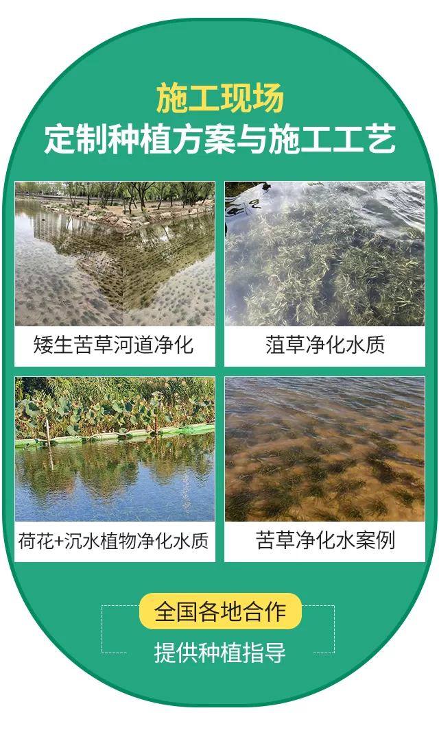 沉水植物相关分类插入详情图_06.png