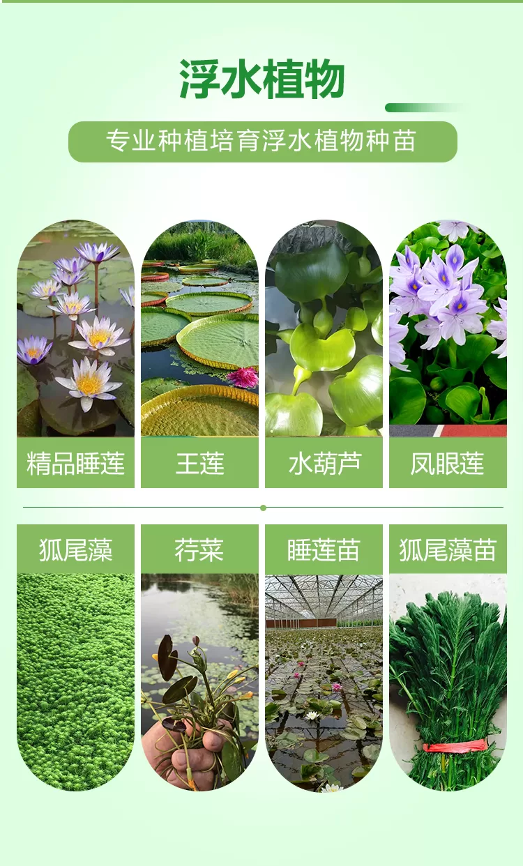 浮岛浮床+浮动湿地+潜流湿地+挺水植物+浮水植物相关插入详情图_06.png