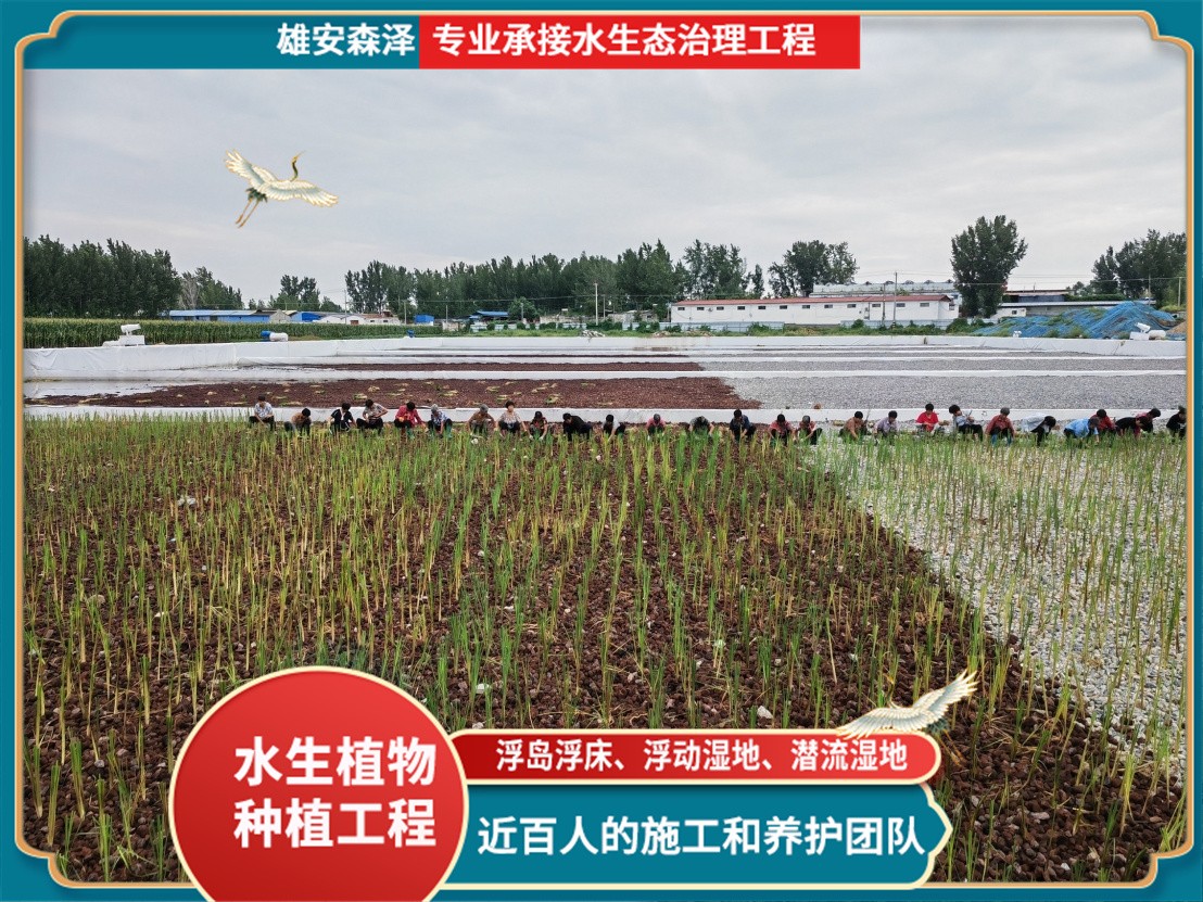 石家庄香蒲+菖蒲种植潜流湿地工程