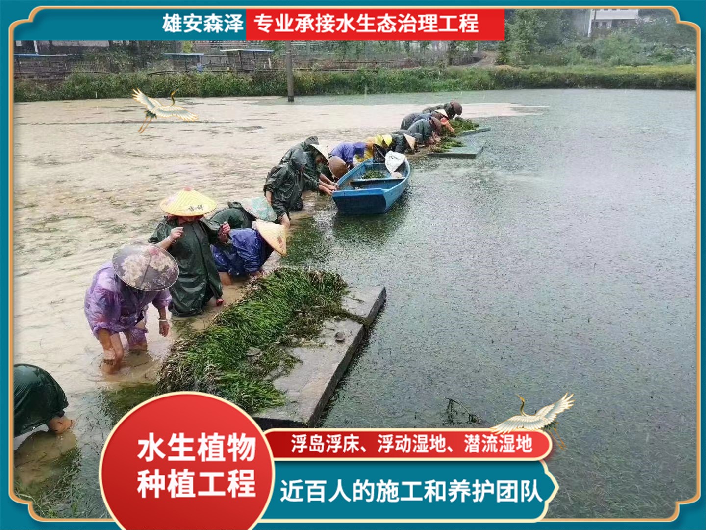 苦草苗基地起苗