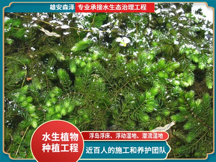 金鱼藻净化水质效果