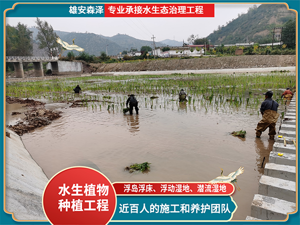 黄菖蒲栽种潜流湿地施工现场